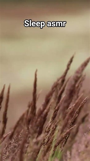 Soft Wind & Rustling Leaves ASMR 🍃 | Deep Sleep Ambience