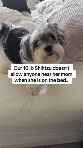 Riley swears this is her bed and no one else can come near it 🤦🏽‍♀️🤣 #shihtzus #smalldogproblems #smalldogsoftiktok #shihtzupuppy #shihtzumix