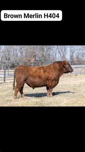 Rogers Cattle Company & Lile Farms Red Angus on Reels