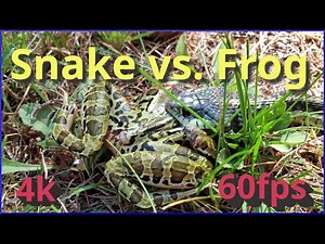 Garter Snake Devours Bullfrog | Incredible Snake vs Frog Feeding Footage