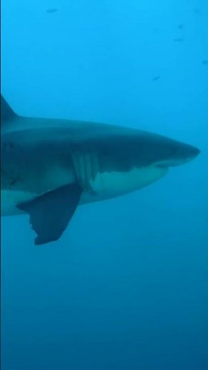 🦈 WHERE IN THE WORLD DO WHITE SHARKS GO?