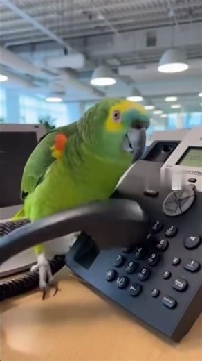 🤣🦜📞 | Parrot Makes Random Phone Calls & Mimics Typing 😂