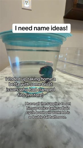 Name Ideas for Your Halfmoon Betta Fish