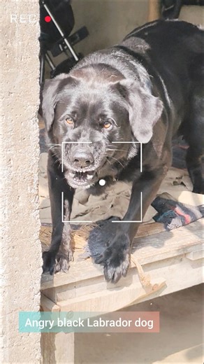 #angry black labrador dog#labrador#shorts #pets#viral #