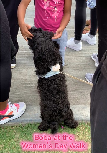 My little Boba Bear at the women’s day walk. Super proud of her for being a good bubs and allowing people to pet and play with her🥰❤️ She LOVED it! #pup #pet #womensday #boba #maltipoo