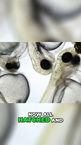 Watch our baby Koi develop right before your eyes! 🧐🔬 This was just the beginning of the journey for our Showa spawning. Over the past year and a half, these tiny fish have been on an incredible transformation. Tune in this Friday on YouTube to see how far they’ve come 🎬🍿 #Koi #Youtube | Cuttlebrook Koi Farm