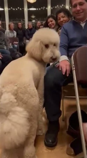 He Looked Back… And Made His Choice 🥹🤍 Standard Poodle Adoption