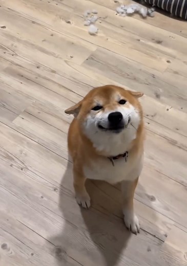 #shiba #shibainu #柴犬 #柴犬赤ちゃん #豆柴 #柴犬のいる生活 #柴犬のいる暮らし #시바견 #시바 #시바이누 #犬 #いぬ #可愛い #puppy #cachorro #щенок #chiot #cucciolo #filhote #cute #mignon #bonito #niedlich #Welpe #うちの犬が可愛すぎる #わんこのいる生活 #癒し動画犬 #癒し犬 #愛犬が可愛い #ペット動画 #柴犬かわいい #cachorro #わんちゃん可愛い