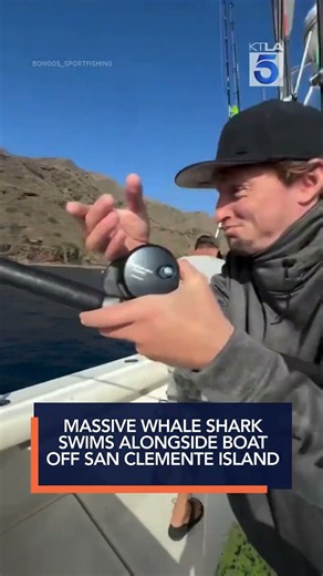 Massive whale shark swims alongside boat off San Clemente Island