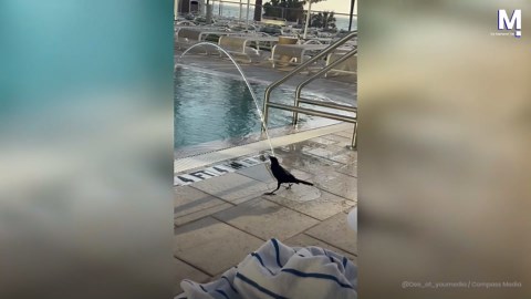 Bath time! Adorable bird loves playing with swimming pool fountain