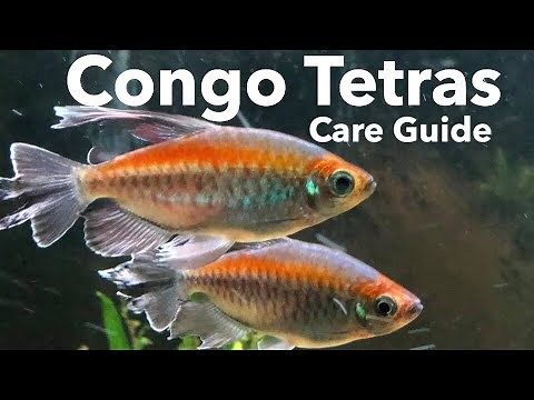 Congo Tetra Fish Care
