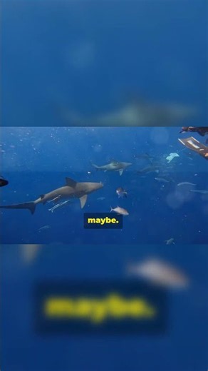 Great Barrier Reef: Can You Swim with Nemo AND Sharks?! 🐠🦈🇦🇺