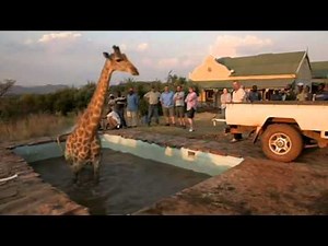 Wild at Heart giraffe gets stuck in a swimming pool
