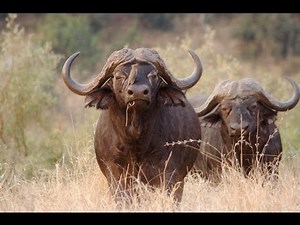 CAPE BUFFALO CHARGES HUNTER WHO BARELY GETS AWAY!!!