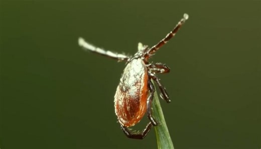 Tick population boom expected in Hamilton, Halton and Niagara regions