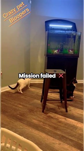 Funniest Animal Fails 😂 | Try Not To Laugh!