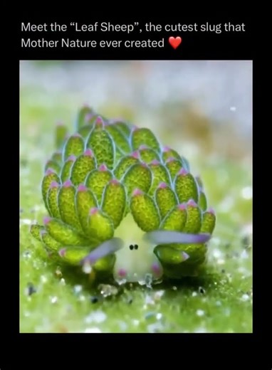 Nature’s Cutest Secret: The Leaf Sheep That Eats Sunlight ☀️🐚