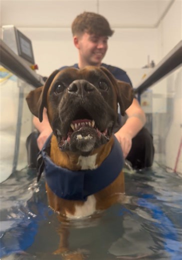 Rocky's Fun Hydrotherapy Session with Cheese