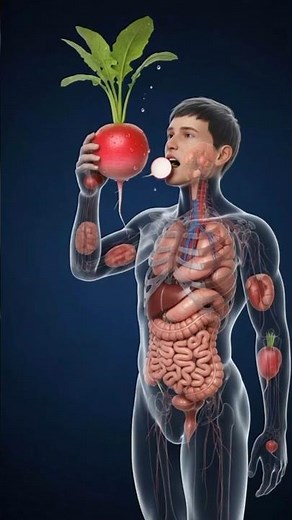 What Happens to Your Body When You Eat Radish