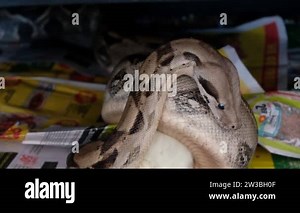 boa constrictor eats a rat