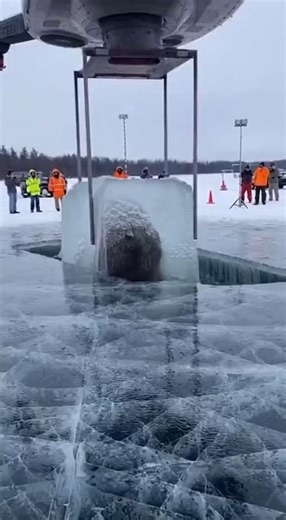 Archaeologists announced a remarkable discovery this week after well-preserved woolly mammoth remains were recovered from beneath a massive iceberg in a remote Arctic region, offering new insight into Ice Age life and ancient climates. The remains were uncovered when shifting ice exposed a section of frozen seabed during a research expedition. Scientists initially detected unusual organic material using ground-penetrating radar before carefully excavating the area. Beneath layers of ice and sedi