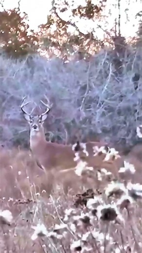 Real Jungle Hunting Experience #deerhunting #deerseason #bucks