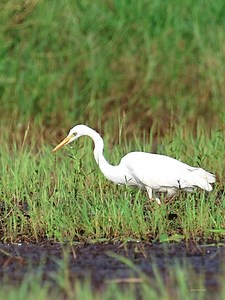 Intermediate egret | 𝐍𝐚𝐭𝐮𝐫𝐞 𝐏𝐡𝐨𝐭𝐨𝐬 𝐁𝐨𝐨𝐤