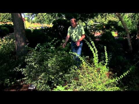 Evergreen Shrubs for Shade