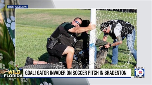 WILD FLORIDA: Gator becomes tangled in soccer goal netting at Manatee County park