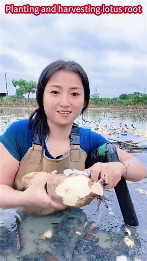 Fresh Lotus Root Cutting, Easy and Juicy Fun