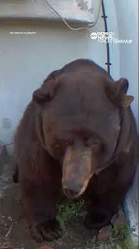 500-pound bear squeezes into California home's crawl space