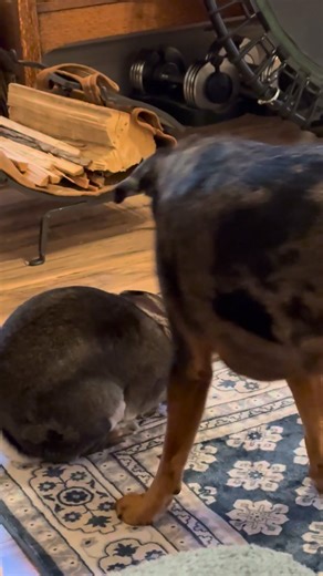 1.3K views · 20 reactions | Just here to confuse the algorithm.  But honestly… isn’t that what creativity is? Confusing, defying, shirking the matrix; refusing to fit neatly into any category? | Nat's Numbers Numerology Coaching | Facebook