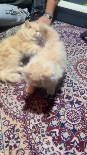 JK 11 WALE | Old Memories Lado | 2021 …. | Instagram