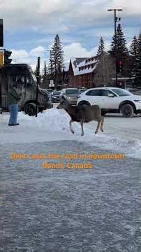 Mule Deer Cross the road in downtown Banff, Canada