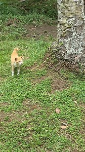 AHAS vs PUSA #nelsonjhapz | Nelson Jhapz