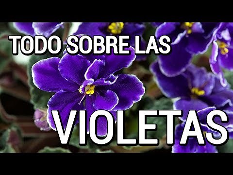 Aprende como cuidar de las violetas