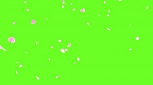 Cherry Blossom Fall on Green Screen. 3D rendering. Cherry blossom slow fall in a seamless loop.