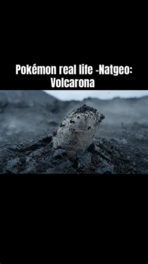 Real-Life Volcarona: Nature's Master of Survival
