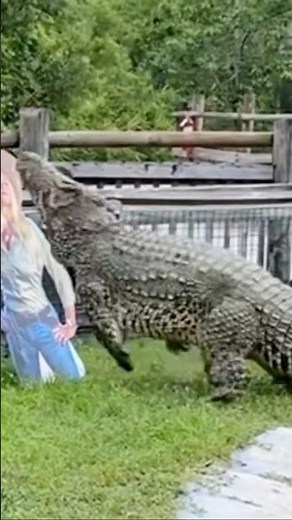 Cuban Crocodile Attack! #shorts #youtubeshorts #crocodile