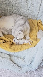 2.1K views · 52 reactions | Kitten died one day after birth  We came home from work and the kitten was already dead 梁 | Baby Cat | Facebook