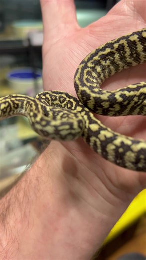 Gorgeous little Zebra Jungle that has some cool oceli markings going on! #fyp #snakes #reptiles #gorgeous #Vids