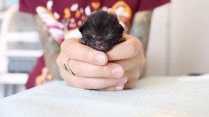 Squeaky mews. Little gulps. Teensy purrs. Am I the only one who finds kitten sounds super calming? I just made a 10 minute video, Baby Kitten ASMR to Calm Your Spirits, and you can watch it here: bit.ly/kittenasmr ✨ | Kitten Lady