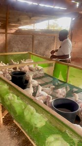 The result is healthier birds, lower mortality, less medication, and better weight gain. Mesh cages don’t replace good management, but they break the disease cycle and make control much easier. Healthy birds = better profit. Follow Treasure Farm for practical poultry solutions. 🐓 | Treasure Farm