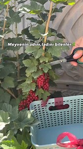 #garden #gardening #flowers #plants #trees #gardendesign #plantbased #GardenInspiration #gardeningtips #plantlovers | Gardening reels