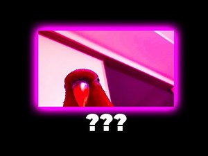 11 "Red Bird Laughing" Sound Variations in 30 Seconds