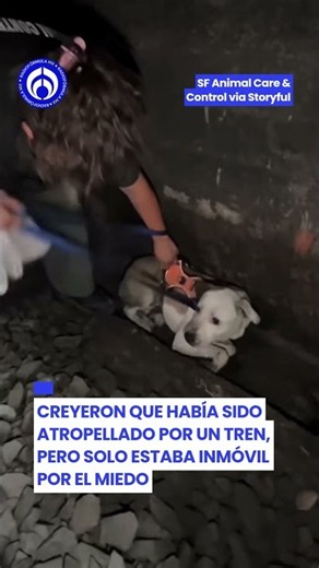 Lo daban por perdido… perrito sobrevive dos días atrapado en un túnel