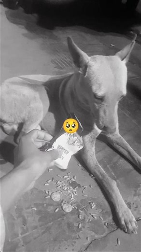 bejubaan Dog love you Bro please 🙏 support for internet explorer #cover #cow #sadcoversong #sadface