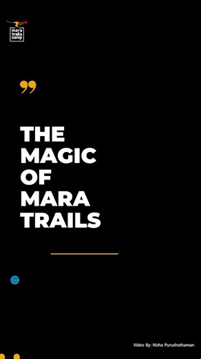 Faulu’s Double Feast! Faulu the leopard, two hunts in one morning, strength and elegance in the wild. 🐆✨ #Faulu #LeopardLife #Hunt | Nisha Purushothaman