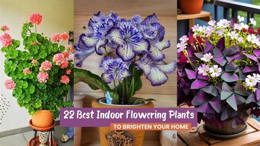 How to choose indoor flowering plants that bloom beautifully