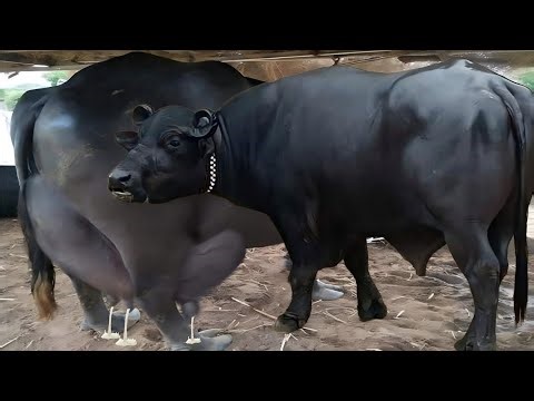 Buffalo Breed's Of Pakistan || Sindhi Kundhi Buffalo | Nili Ravi Buffalo |Azi Kheli Buffalo